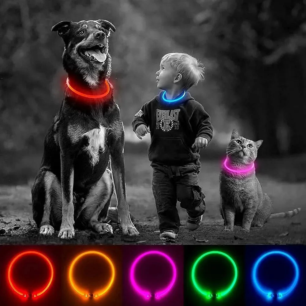 Collier LED chien – Haute visibilité, 3 modes, recharge USB